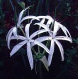 Beautiful "Spider Lily" Bulb Plants For Sale in Houston, Texas