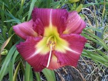 Daylily Trachelle in Byron, Georgia